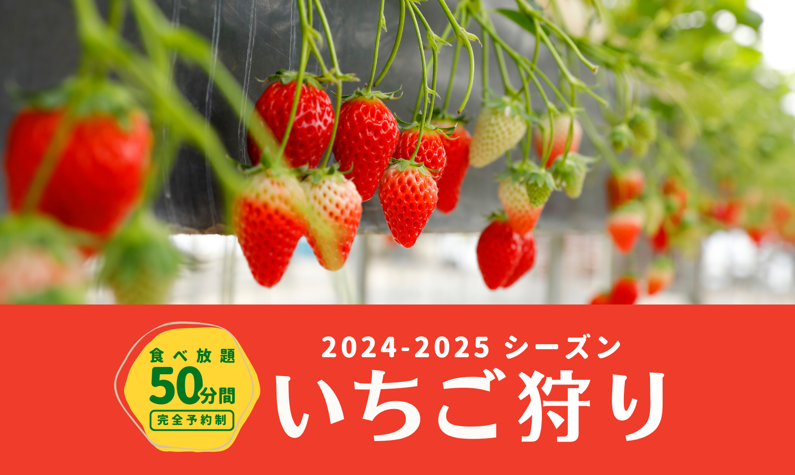 2024-2025シーズン いちご狩り について