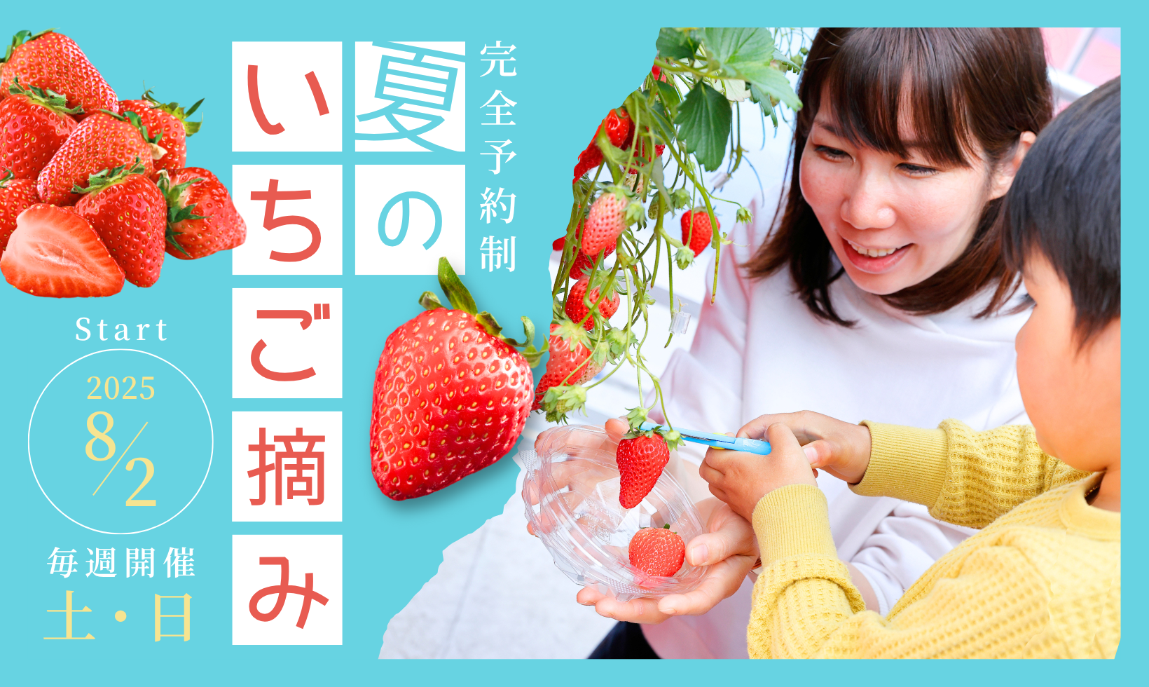 「夏のいちご摘み体験」開催のお知らせ