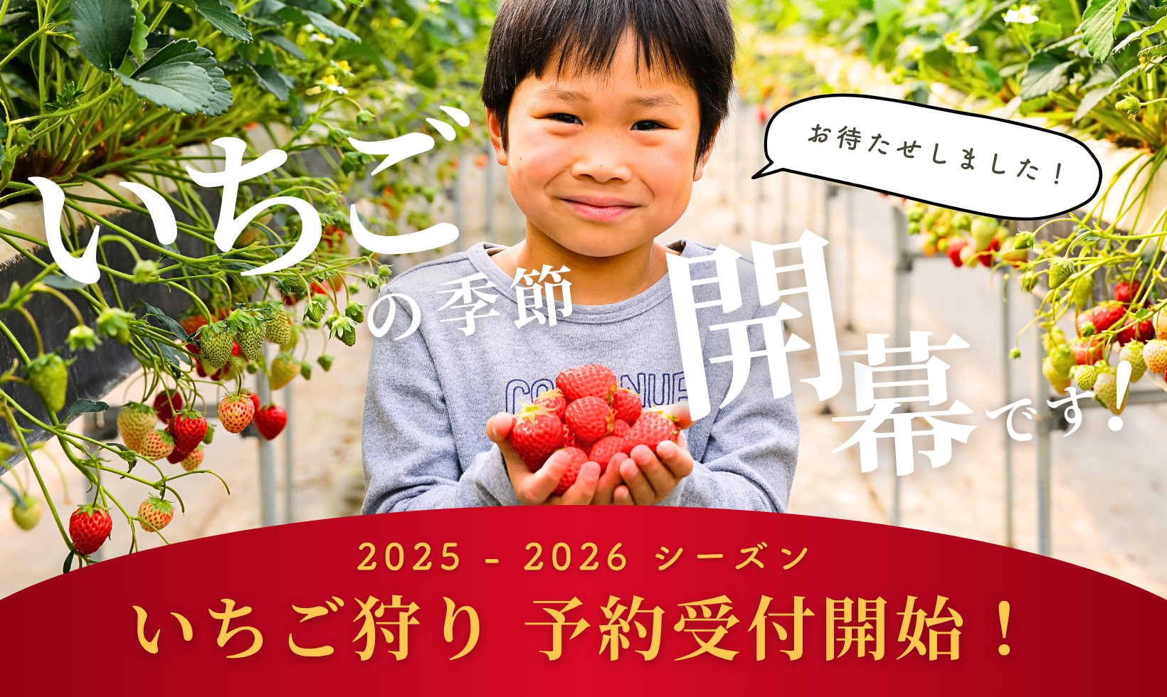 いちご狩り 予約受付開始しました!