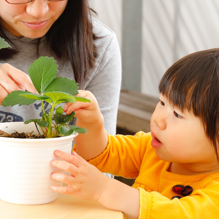 親子でいちご農家体験